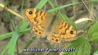 Mauerfuchs 2016 und 2017