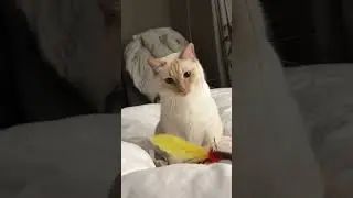 Harry miumiu and milk