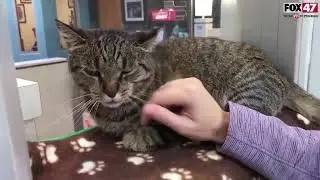 FOX Finders Pet Finder - Brenda