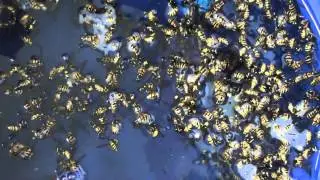 Yellow Jacket Removal with Shop Vac.  What does it look like?