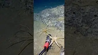 Deep Sea Spiders in Antarctica