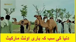 inayat shah mala!camel mela in anayat shah darbar!asia camel mandi