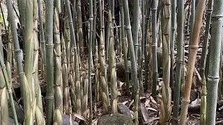 这片竹林虽然全是小竹子,但是笋子还蛮多，这样拔笋真过瘾