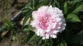 Пион SARAH BERNHARDT