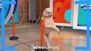 Pappy the Poodle performs live tricks | Morning in America