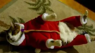 Fat cat in Santa suit