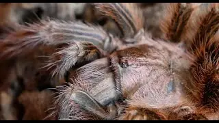 CITES Poecilotheria regalis - Nhandu tripepii -  Grammostola rosea red
