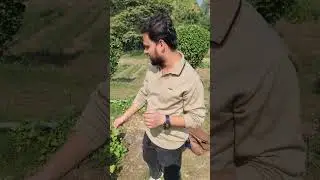 Bee Pollination in Mustard Field 🌼🐝 | Nature&rsquo;s Magic! #biology #pollinators #shorts #neet #pw #bsc