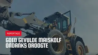 Goed gevulde maiskolf ondanks droogte