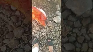 Fishing at Shahpur Dam | Short Clip