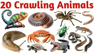 20 Crawling Animals Name in English | Kids Learning Video