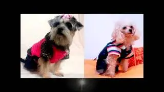 Ropa de Dise&ntilde;o para Perros - Fashion Pets FyK