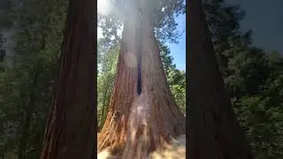 Trail of 100 Giants Sequoia National Forest