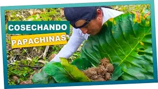 Cosechando  Papachinas en la finca de Don valentin