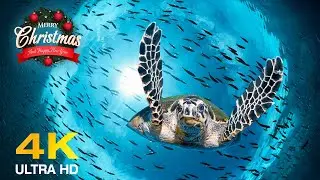 Relaxing Christmas Music 🎄  Merry Christmas With Beautiful Sea Creatures 🐠 4K Video UHD #5