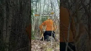 Terrified deer saved by heroic woman 👏