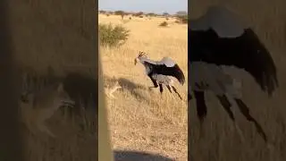 That Jackal Made a HUGE Mistake 😱 #wildlife #africa #animalfight