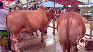 Huge Deshi Bulls Lineup _ tb Qurbani Eid 2022 _ Best of ZinZira bazar Gorur HaAt