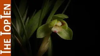 The Top Ten Most Beautiful Green Flowers