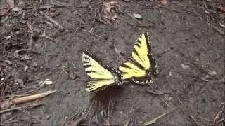 Butterflies at South Mountain State Park in North Carolina
