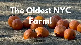 A Perfect Fall Day at Queens County Farm Museum