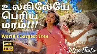 உலகிலேயே பெரிய மரம்!!! | World's Largest Tree | Selfie Shalu Travel | #selfieshalu