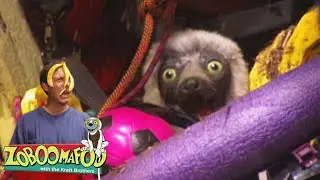 Messy and Clean | Zoboomafoo - WildBrain | Movies for Kids