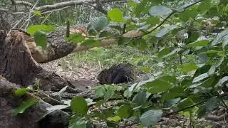 A beaver feeding in Edsviken, Sweden