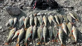 Tatlı Su Levreği / Perch Fishing 