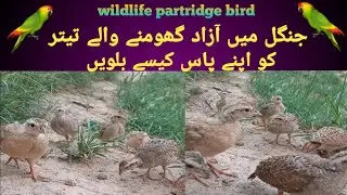 Dakhni irani teetar | Partridge Bird Natural wildlife | #Bird #wildlife #natural