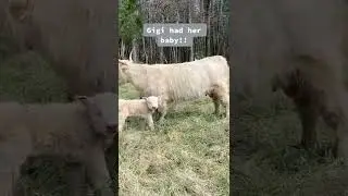 Bull or heifer? #cow #cowtok #cattle #cattletok #baby #calf #cute #SmoothLikeNitroPepsi #s...