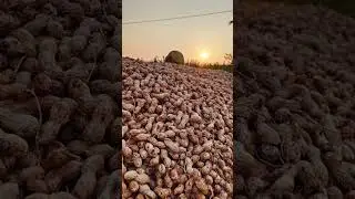 2 Ekars 100 bags 40 quintals this the best comings#raithubidda#farmarslife#farmarslife#groundnut