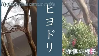 ヒヨドリ　Hypsipetes amaurotis　～採餌の様子～
