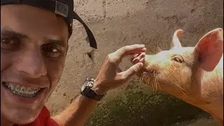 Comida para mis Animales de la Granja