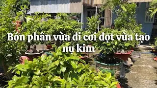 B&oacute;n ph&acirc;n vừa đi cơi đọt vừa tạo nụ kim cho c&acirc;y mai // 29-6 nhuần 