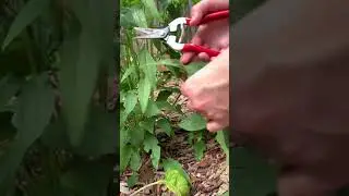 How to harvest echinacea for tea
