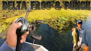 Ca Delta Frog and Punch Fishing | lost 25 pound in 20 minutes | delta punch fishing