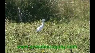 Egretta thula - Garza blanca chica