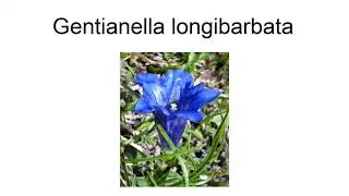 Gentianella Longibarbata