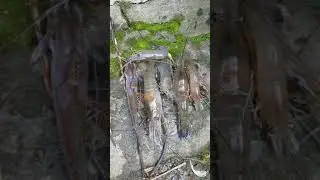 Mahananda river fish