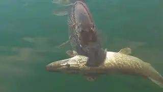 60 cm turnaya saldıran dev turna balığı.