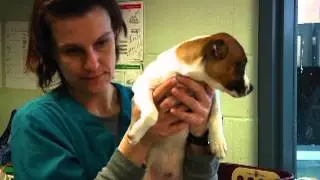 Humane Society's Animal Adoption and Fostering Programs