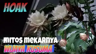 Patahkan Mitos Mekarnya Bunga dewa WIJAYA KUSUMA butuh fokus dan sabar