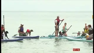 Dog surfing championship in Dorset this year (fun story) (UK) 28/July/2025