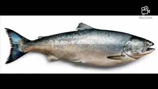 Salmon hat