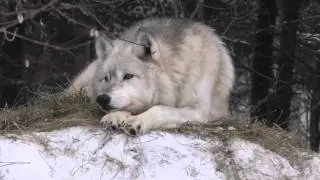 WC Video - 5 March 2016 - A Return to Chorus Howls