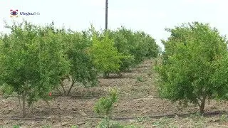 Նորագույն տեխնոլոգիաները՝ Արցախի այգիներում Новейшие технологии &ndash; в садах Арцаха