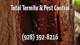 Pest Control Services Downtown Tempe, AZ  |  Total Termite & Pest Control