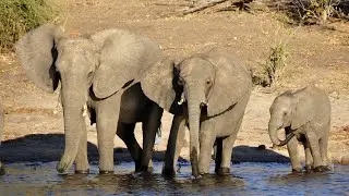 The elephant - photo slideshow