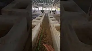 Gaushala Cow shed ka best design #peepalfarm